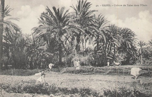 Gabes culture tabac - la,