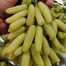 Kernlose weinrebe weintraube - weinrebe,