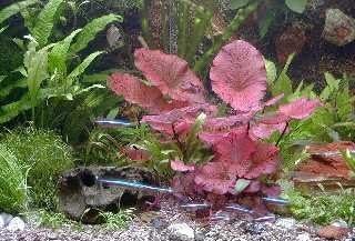 Topf aquarienpflanzen und 3 - und,