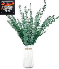 Getrockneter Eukalyptus 20