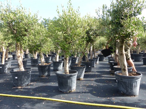 Olivenbaum olive angebot 150 - olivenbaum,