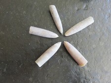 Belemniten 5 Donnerkeile