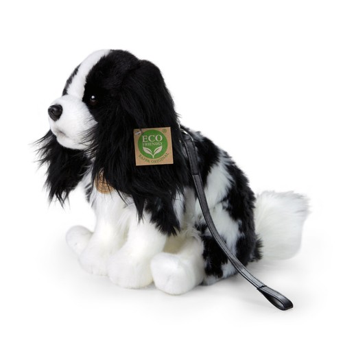 Cavalier king charles spaniel - cavalier,