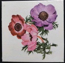 Anemonen Bild -