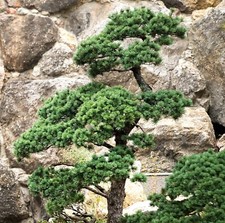 Samen garten miniatur baum - samen,