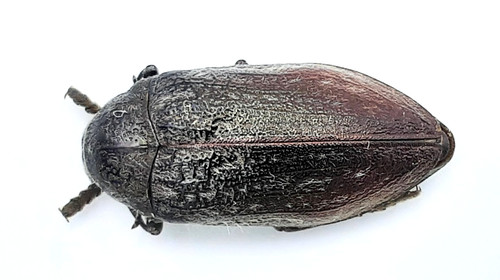 Buprestidae julodis - buprestidae,,
