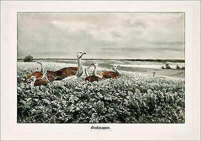Jagdbild großtrappen grosse - jagdbild,