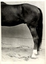 Foto Pferd, Pferdehufe, Tier