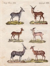 Antilopen Antilope Gazellen antelope gazelle Kupferstich engraving Bertuch 1800