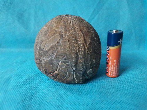 Großer feuerstein echinoid - großer,