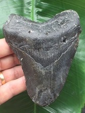 11,6 cm schwarzer Zahn des