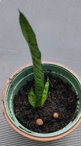 Etablierte sansevieria - etablierte,
