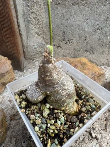 Coccinia trilobata