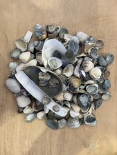 Ca.500 g Muscheln Natur Mix – Deko, Basteln, Aquarium, maritime Deko, Strandfund