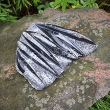 Budawi® Orthoceras Platte XL Fossilien versteinerte Tintenfische poliert ( OP3 )