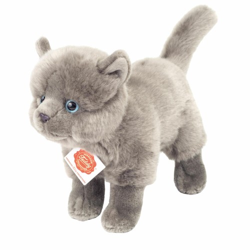 Teddy hermann kartäuser katze - kartäuser,