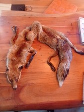 Schöner fuchs fell pelz - fuchs,