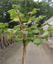 Winter - Linde Tilia cordata orange Hochstamm 125 - 150 cm Stammhöhe