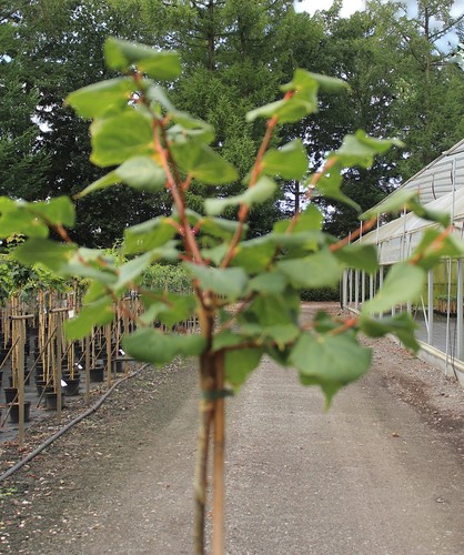 Winter linde tilia cordata - winter,