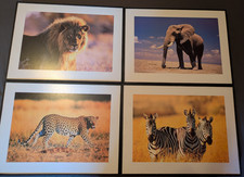 4 Stück Wandbilder  Zebra