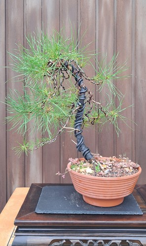 Bonsai waldkiefer pinus - waldkiefer,