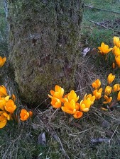 Schneekrokusse Krokusse orange