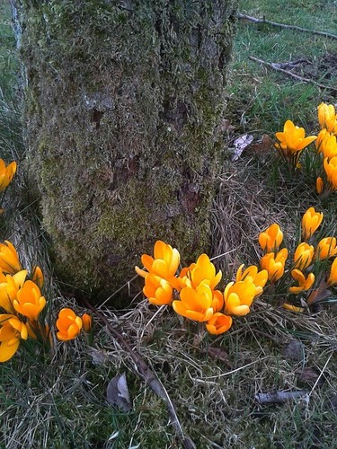 Schneekrokusse krokusse orange - krokusse,