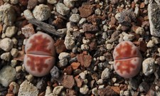 20 Samen von Lithops karasmontana Lateritia, erntefrisch aus 2025