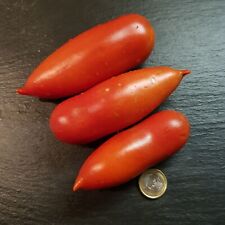 Hochloma Rar (65.24) Flaschentomate Хохлома Russ. Sorte Soßen Dören Einlegen 