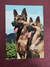 alte Hundepostkarte POPP ? DEUTSCHER SCHÄFERHUND ? AK HUND 