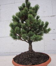 Pinus parviflora Hagoromo -