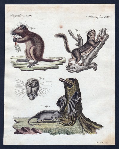 Ratte baumratte murmeltier - baumratte,