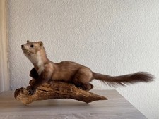 Steinmarder Präparat