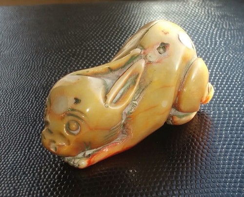 Koralle korallenast hase coral - korallenast,