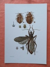 Bettwanze (Cimex lectularius) Hauswanze Insekten Farbdruck 1961