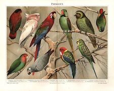 Papageien Papagei Parrot Wellensittich Lori Kakadu Rosenpapagei Jako  LITHO 1896
