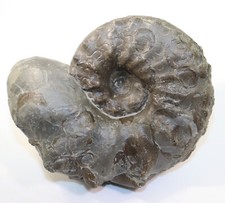 Ceratit ceratites nodosus - ceratit,,