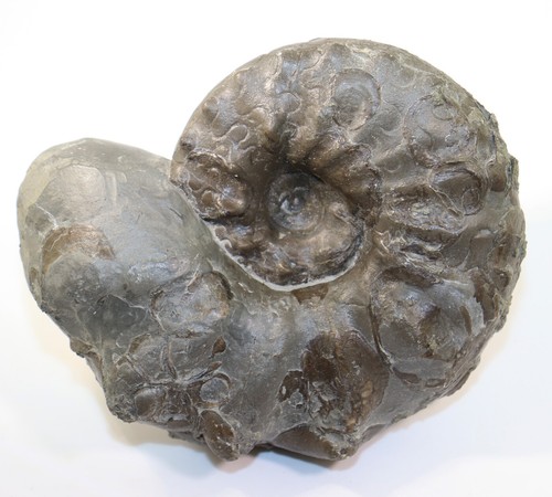 Ceratit ceratites nodosus - ceratit,,
