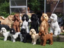 Pudel Deko Figur lebensecht Hund Garten 48 cm 31 cm wetterfest Hotant NEU