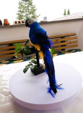 Gelbbrustara Papagei der Natur