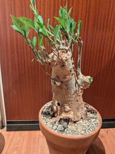 Adansonia digitata baobab - adansonia, xxl