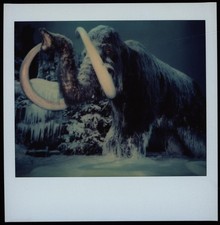 Frohne-Brinkmann, Mammuthus