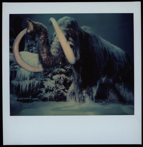 Frohne brinkmann mammuthus - frohne-brinkmann,,