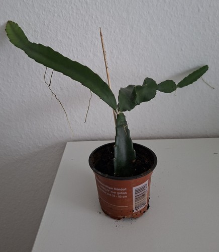 Pitahaya drachenfrucht kaktus - pitahaya,