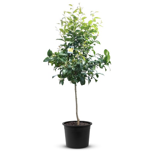 Tropictrees zitrusbaum - tropictrees,
