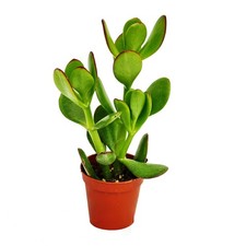 Exotenherz - Crassula