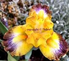 ZWERG Iris Schwertlilie