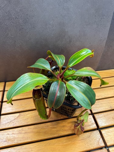 Nepenthes ephippiata hose - nepenthes,