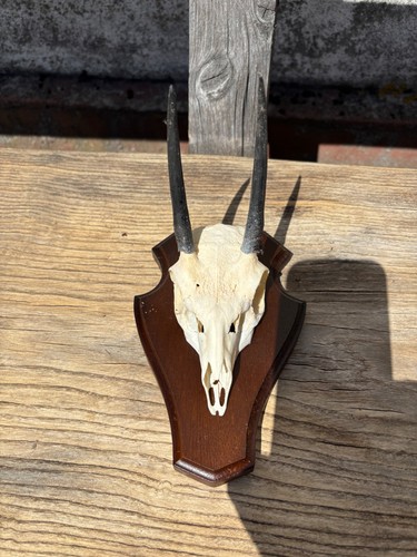 Afrika trophäe steinböckchen - afrika,