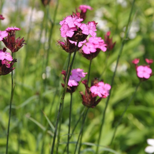Karthäusernelke dianthus - karthäusernelke,